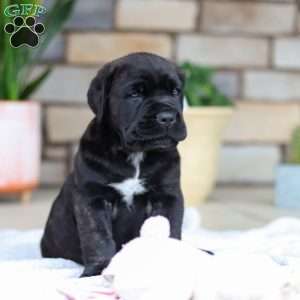 Shadow, Cane Corso Puppy